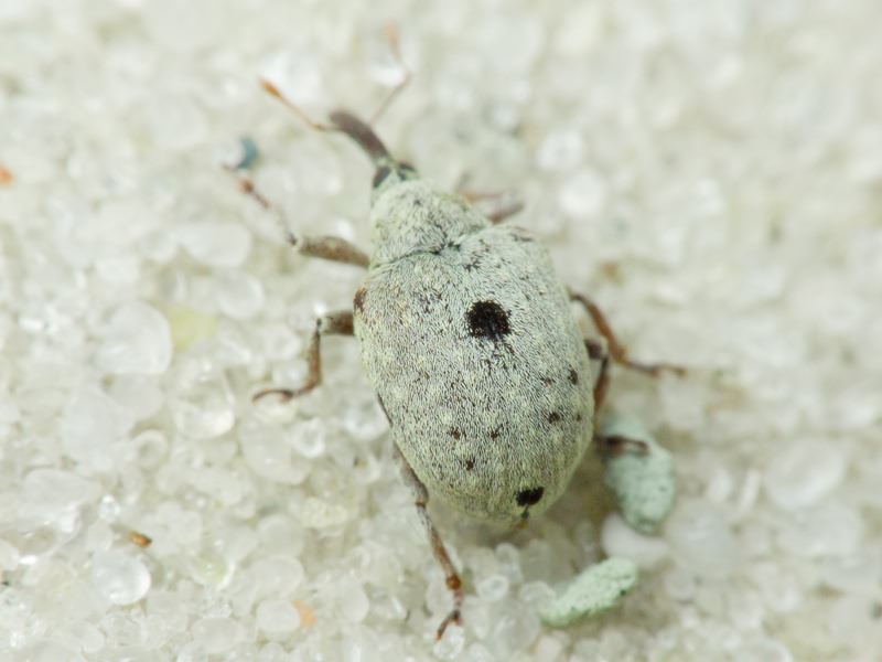 Cionus olivieri Rosenschold, 1838